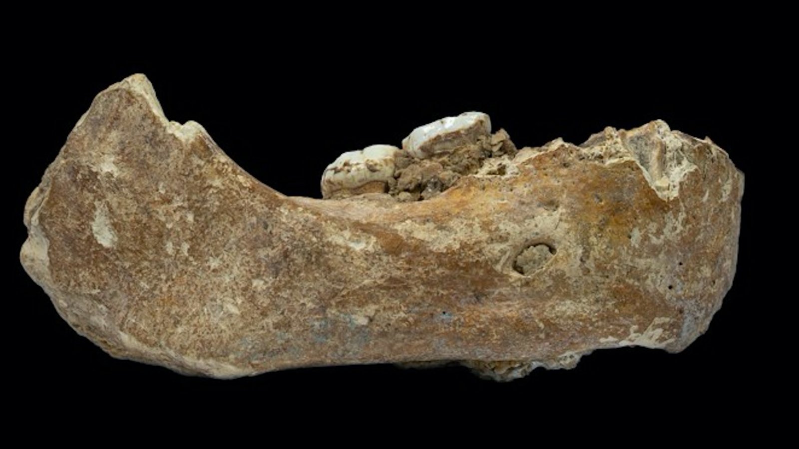 fossile-Denisovien-mai2019