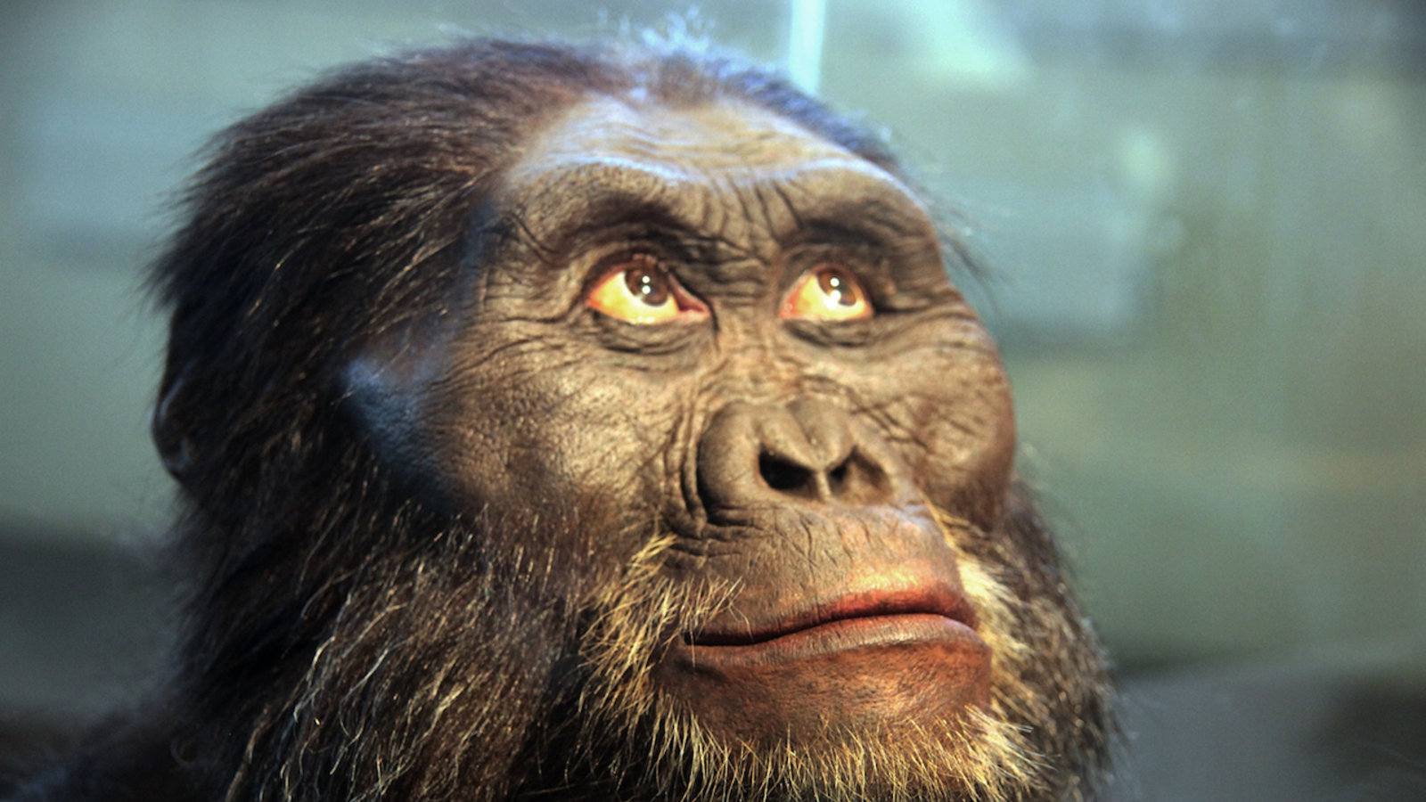 australopitheque