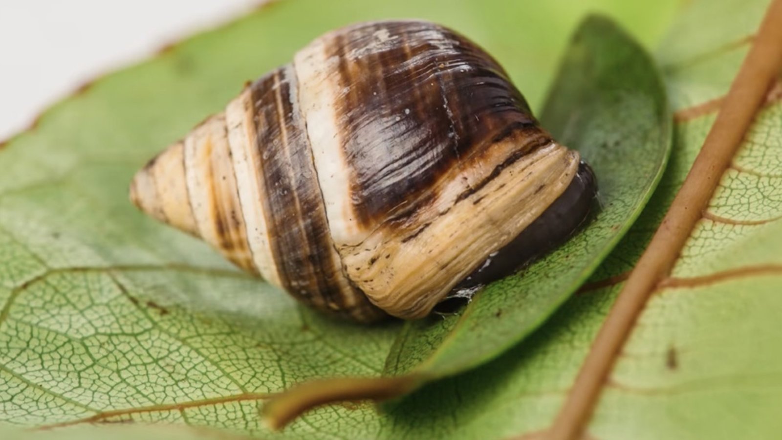 escargot-achatinella-apexfulva