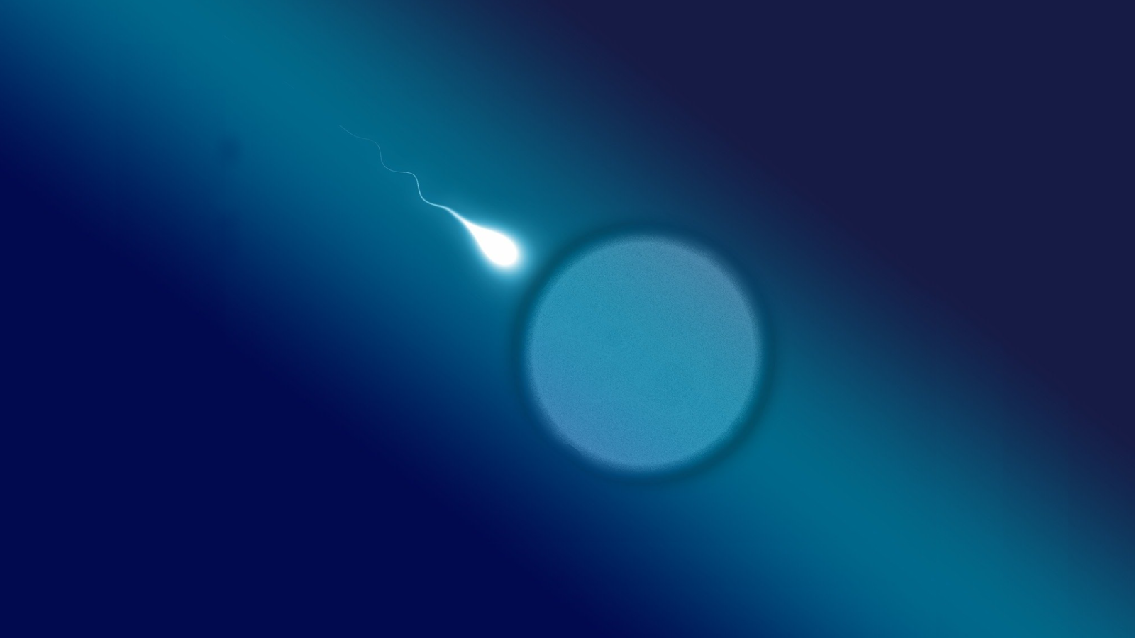 sperme.png (558.54 Ko)