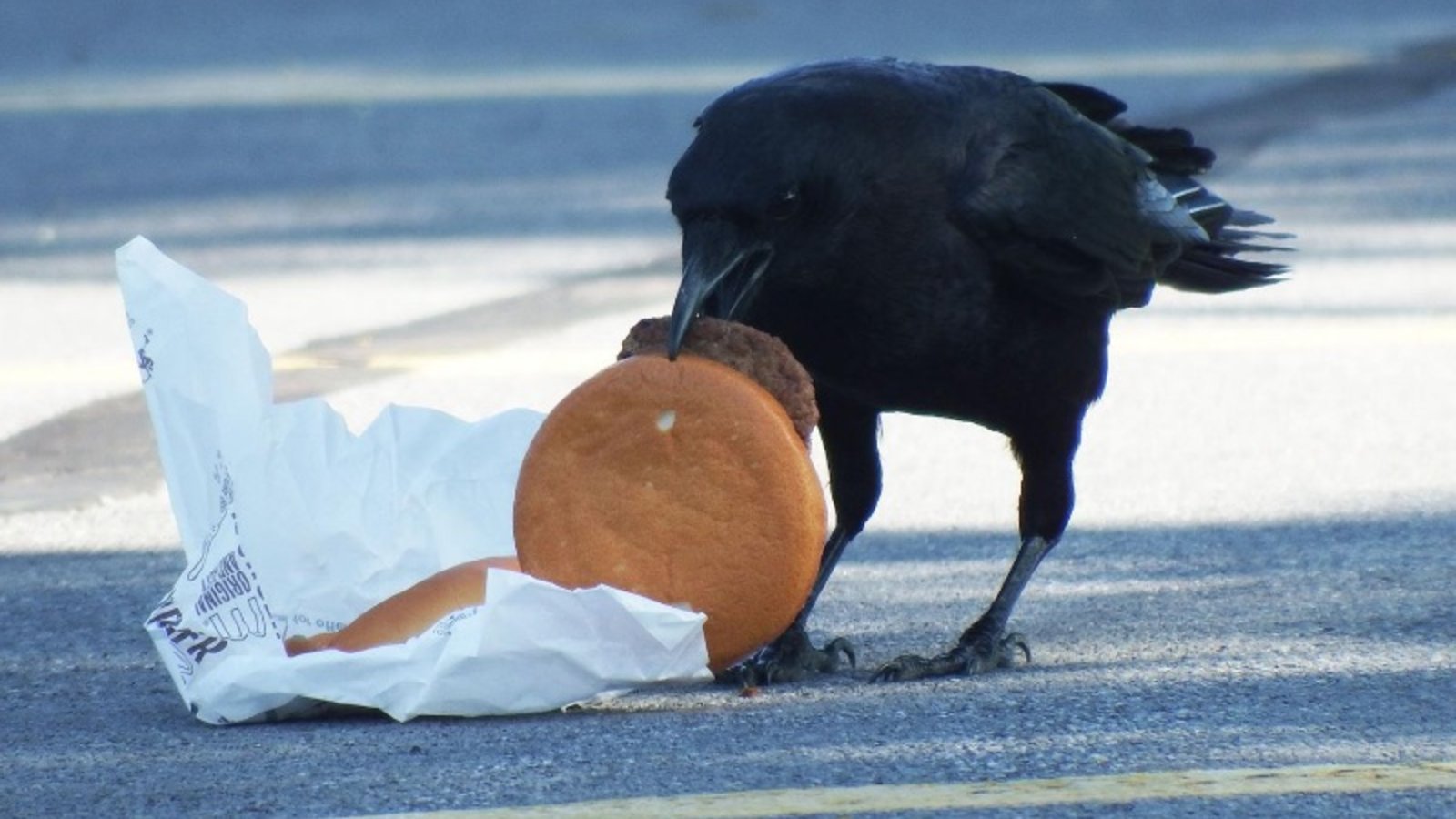 corbeau-cheeseburger