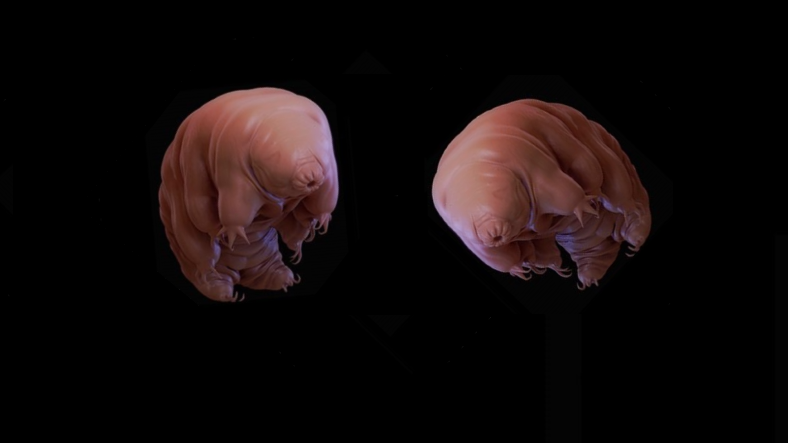 tardigrade_0.png (364.38 Ko) 