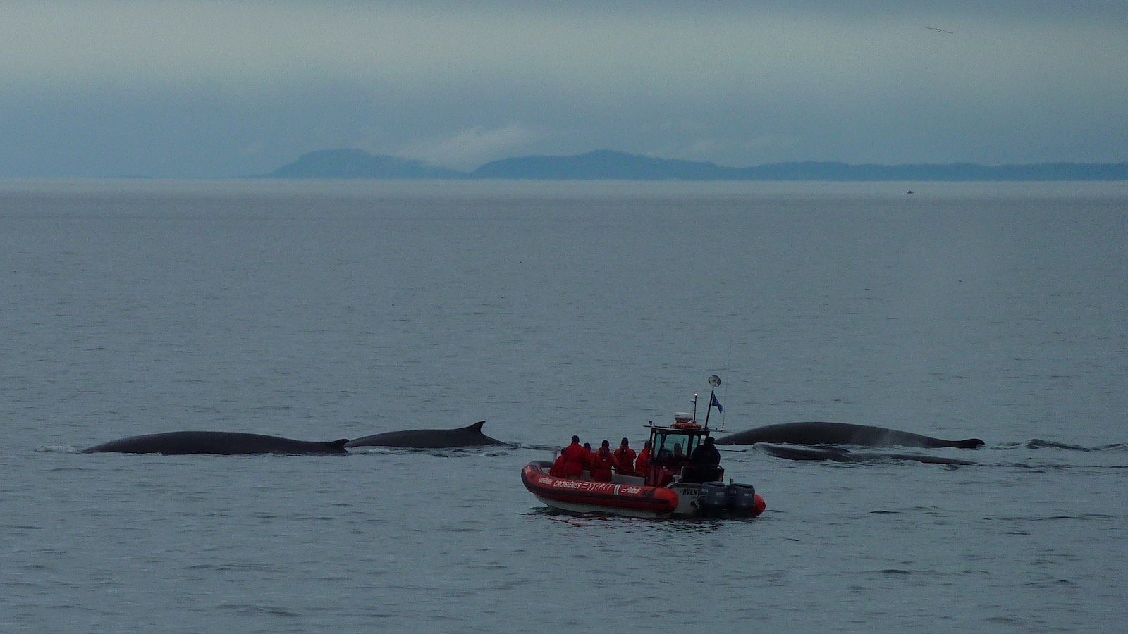 baleines-Tadoussac