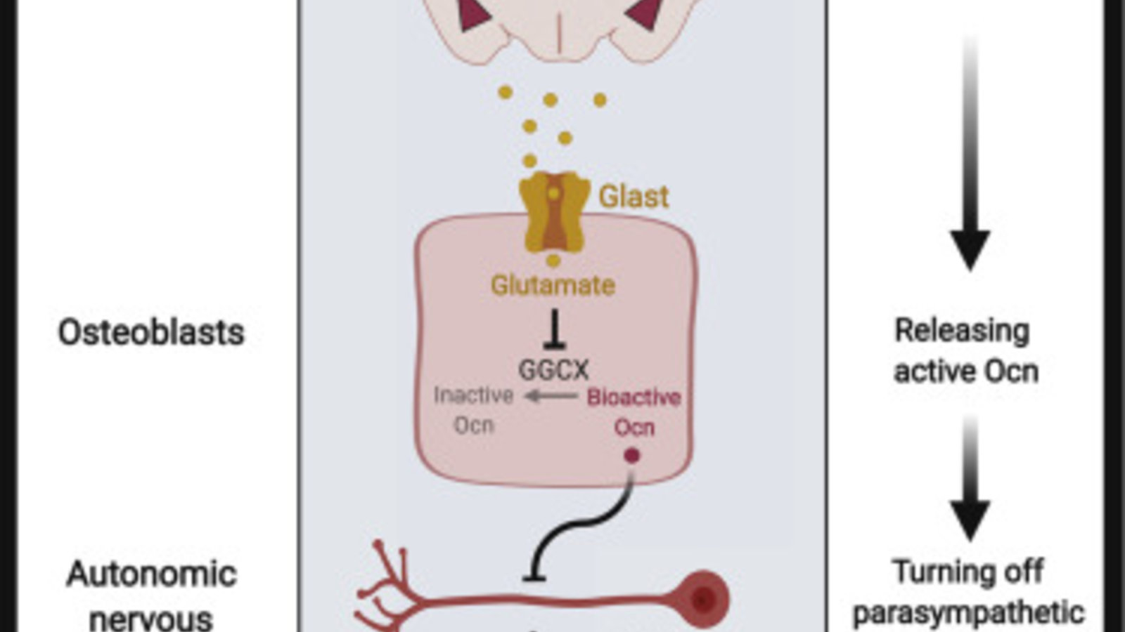 osteocalcine