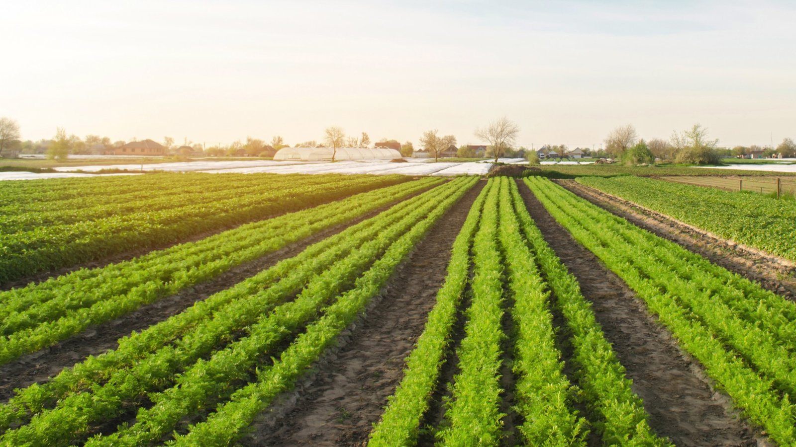 agriculture-bio-carottes