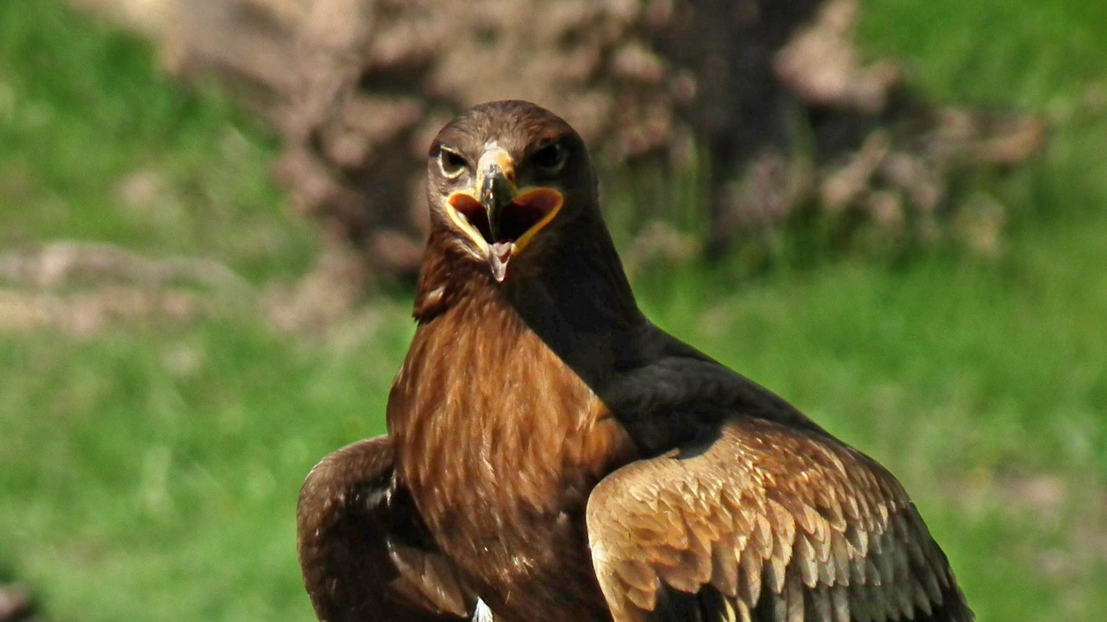 aigle-des-steppes