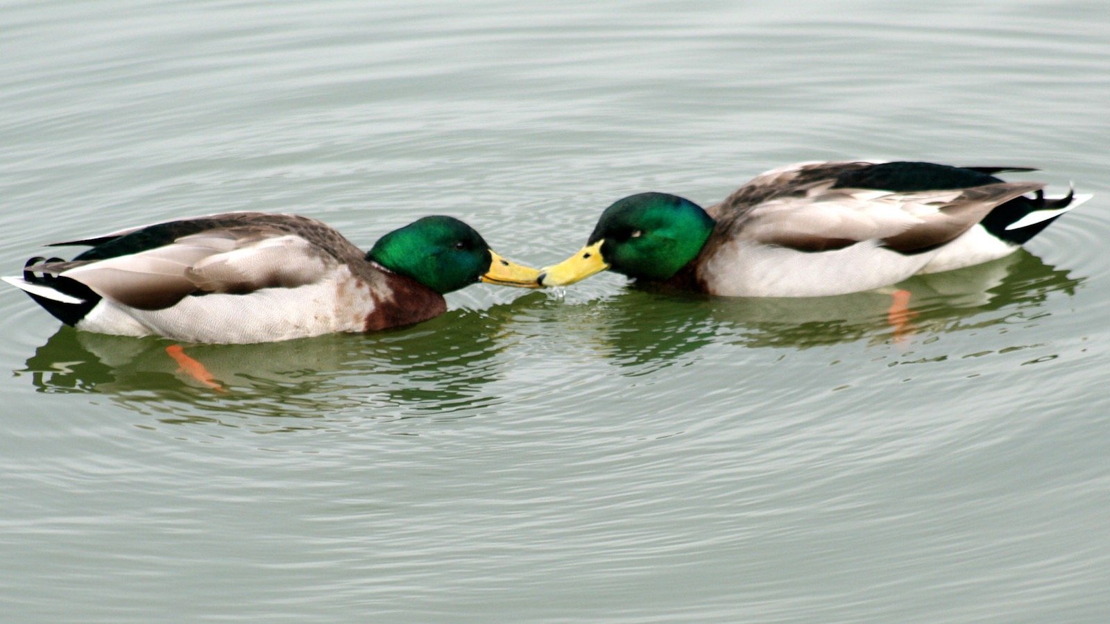 canards-males