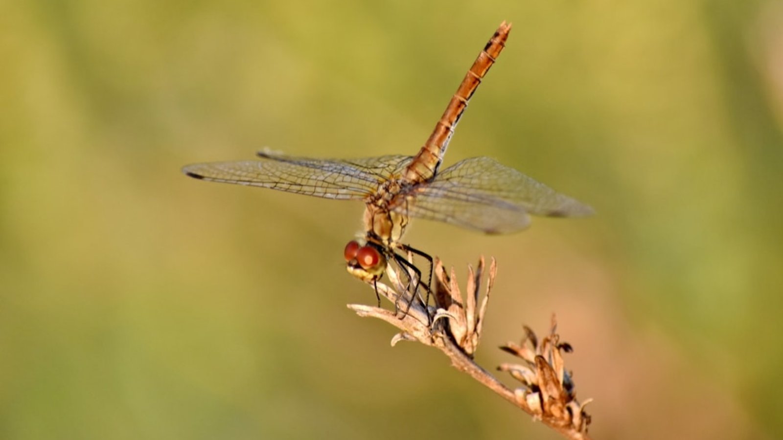 insecte-dragonfly