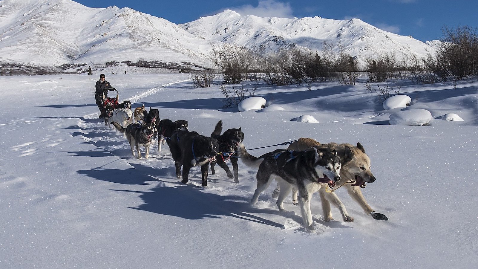 chiens-Alaska