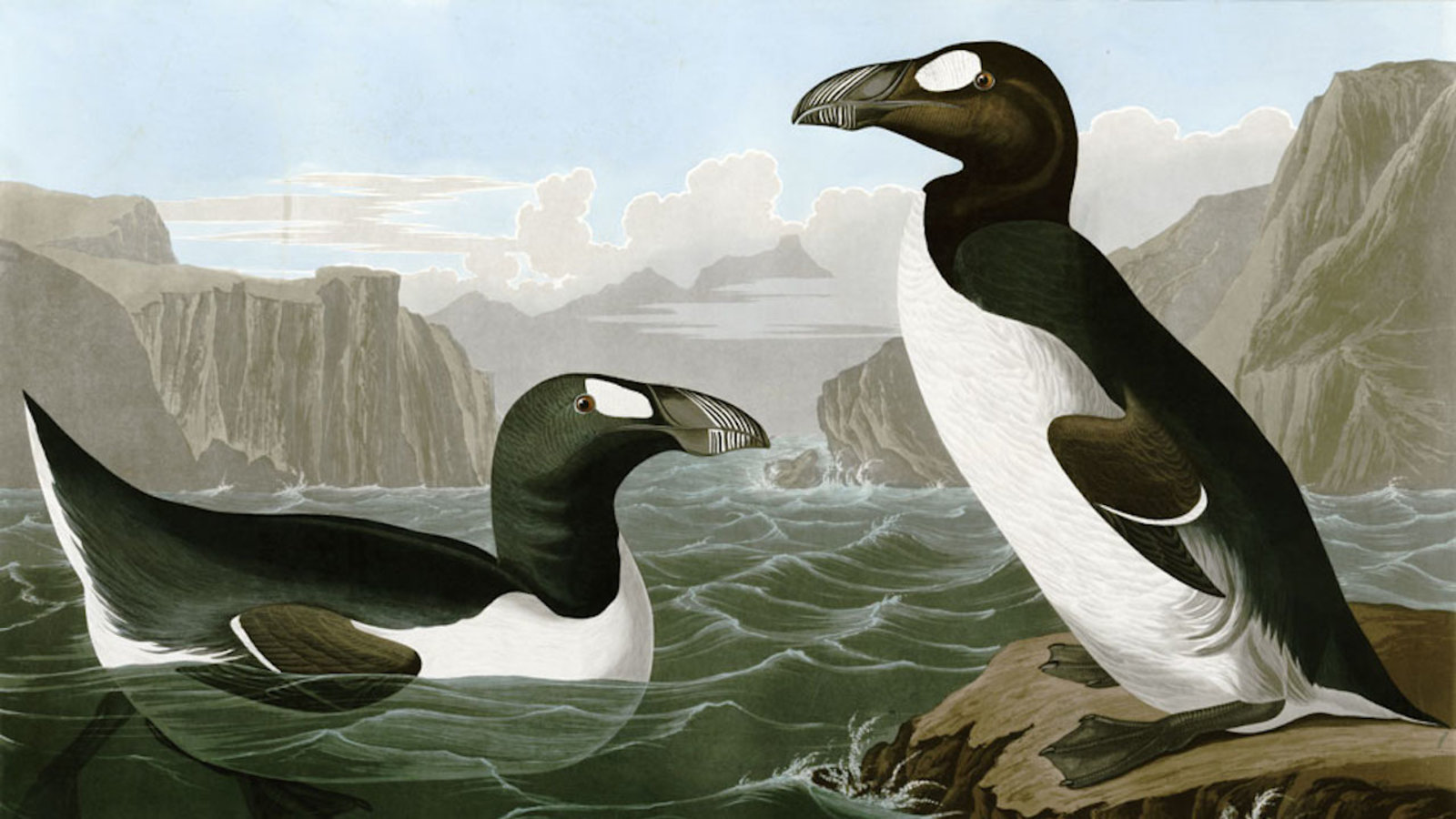 pingouin-Atlantique