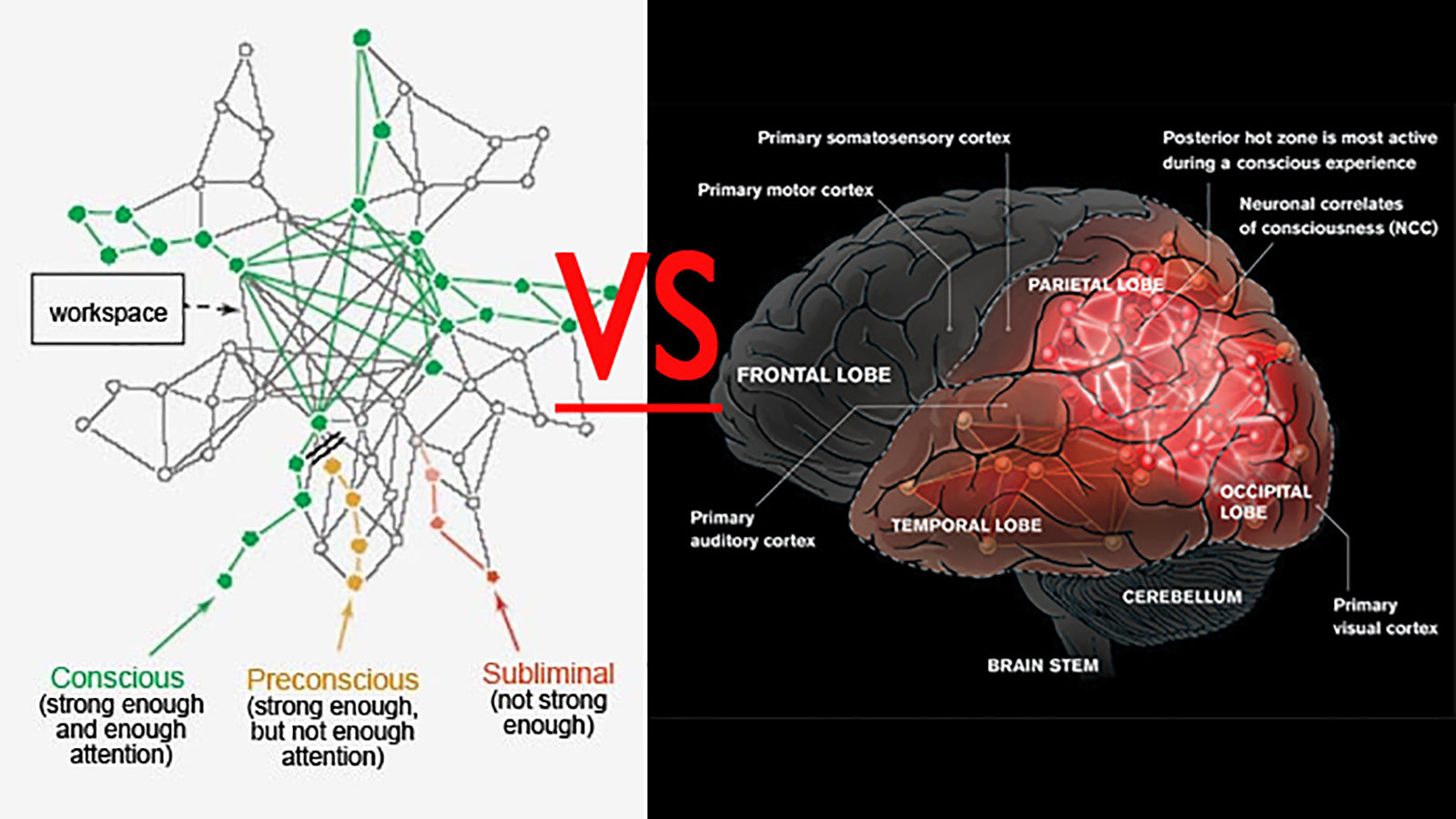 cerveau