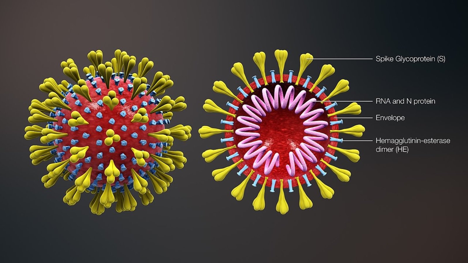 coronavirus-animation