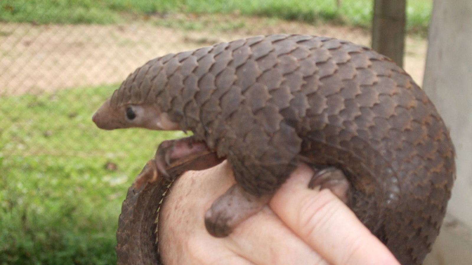 Le Coronavirus c'est le mariage d'un pangolin avec une chauve