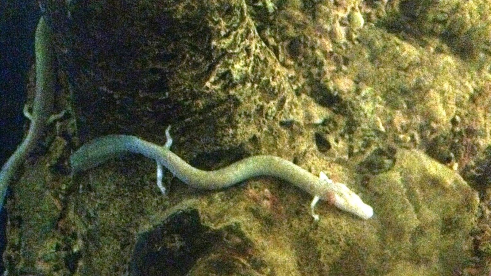 salamandre-des-grottes