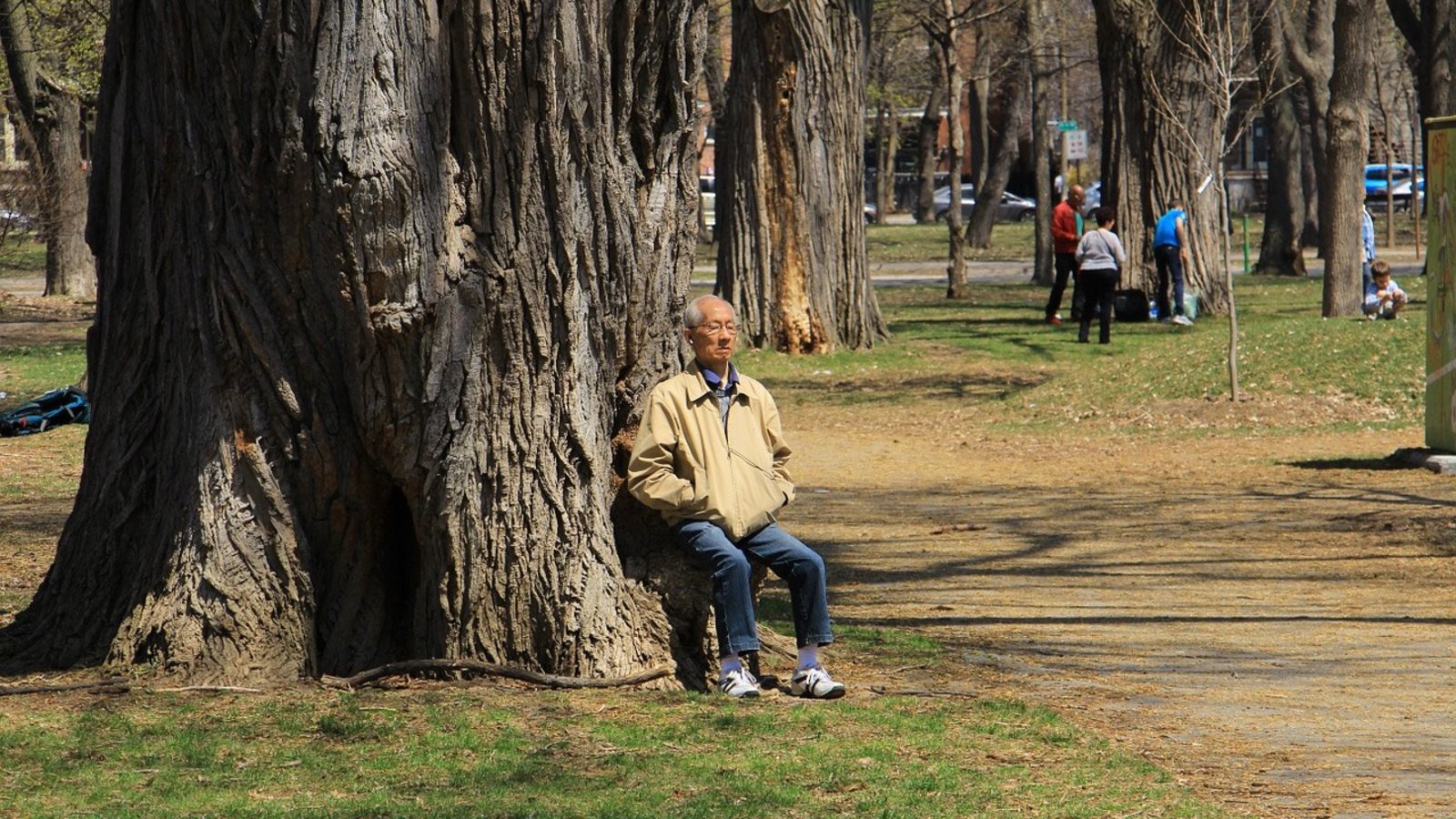 arbre-Montreal