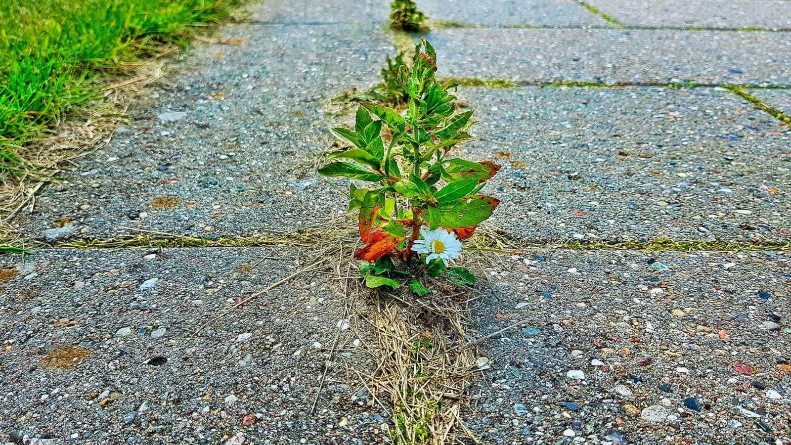 plantes-trottoir