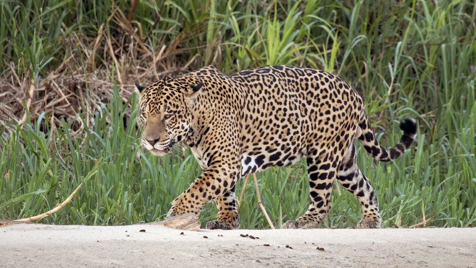 Jaguar-Brésil