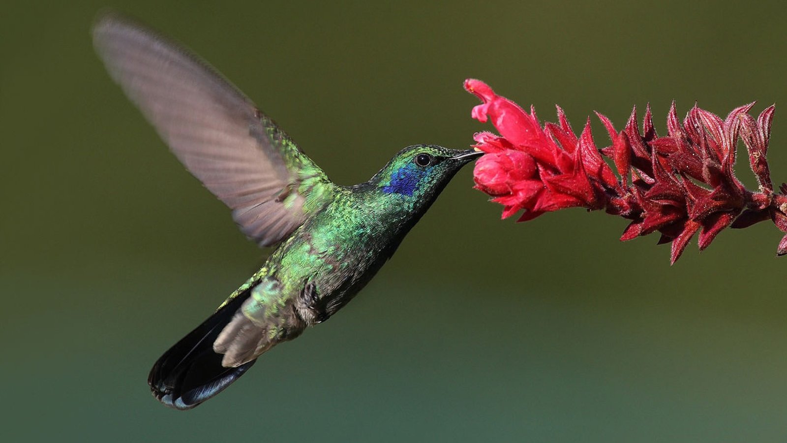 colibri