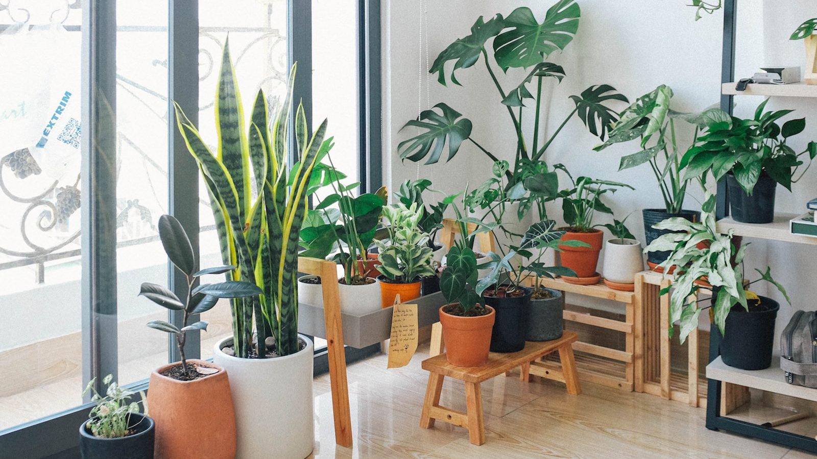 plantes-interieur.jpg