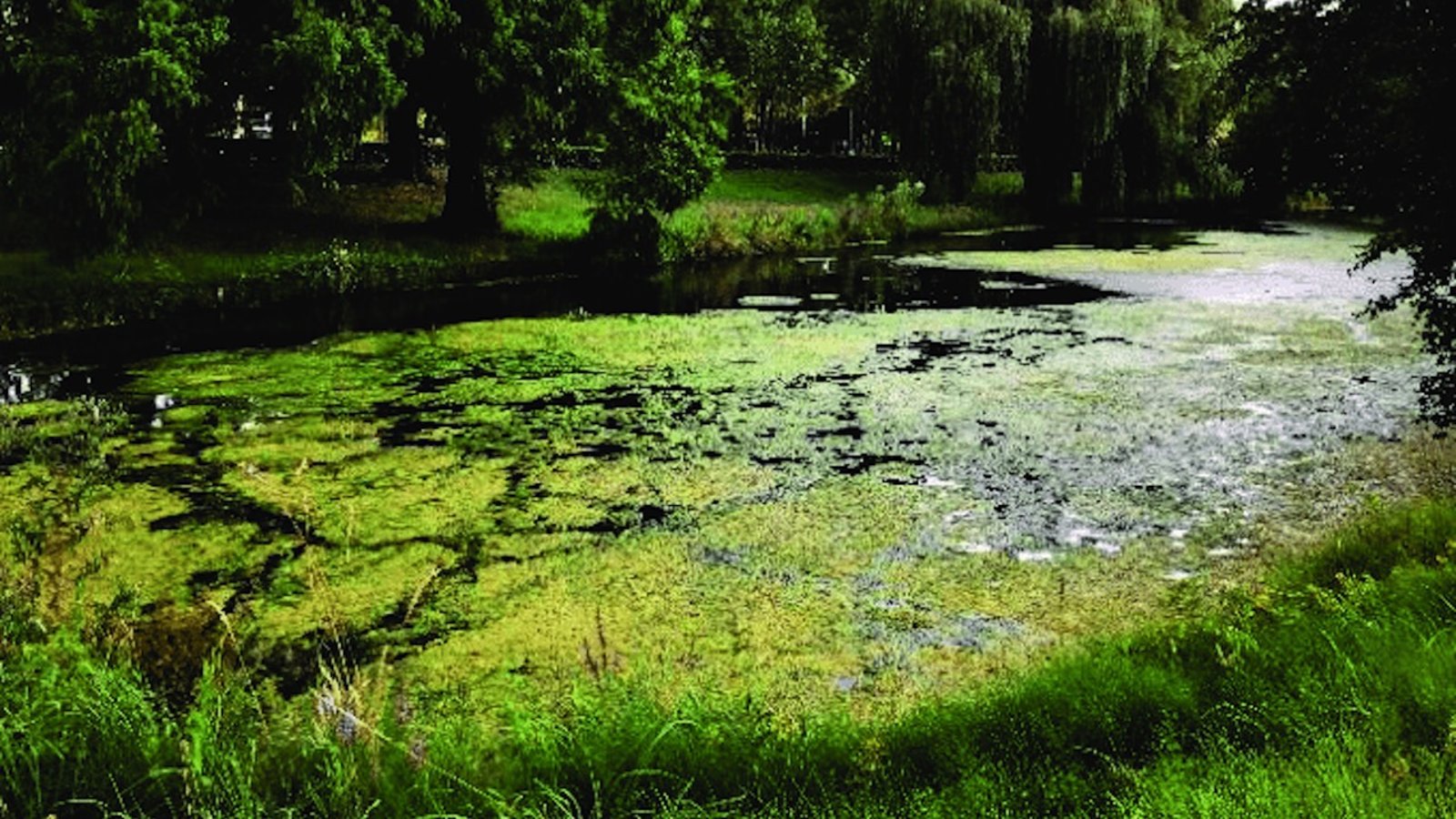 algues-lac.jpg