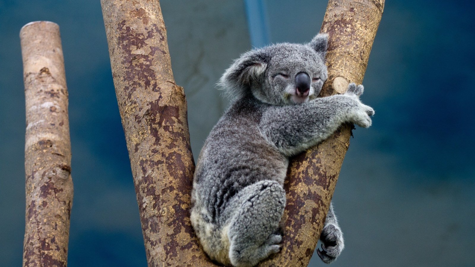 La respiration Koala - Dans les mains de Chloé