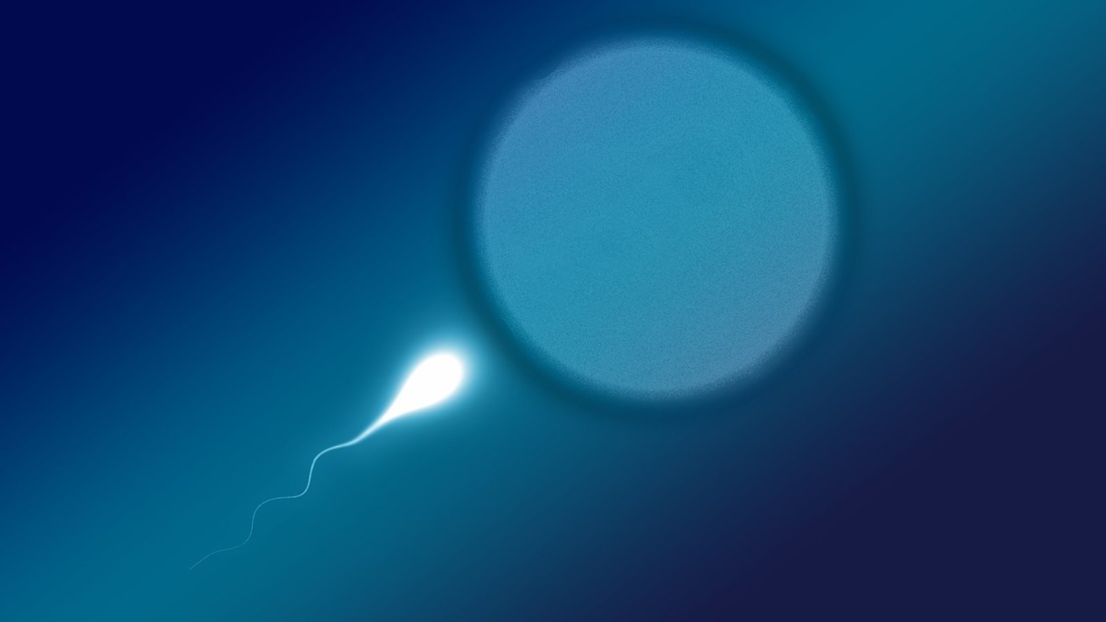 spermatozoide-ovule.jpg