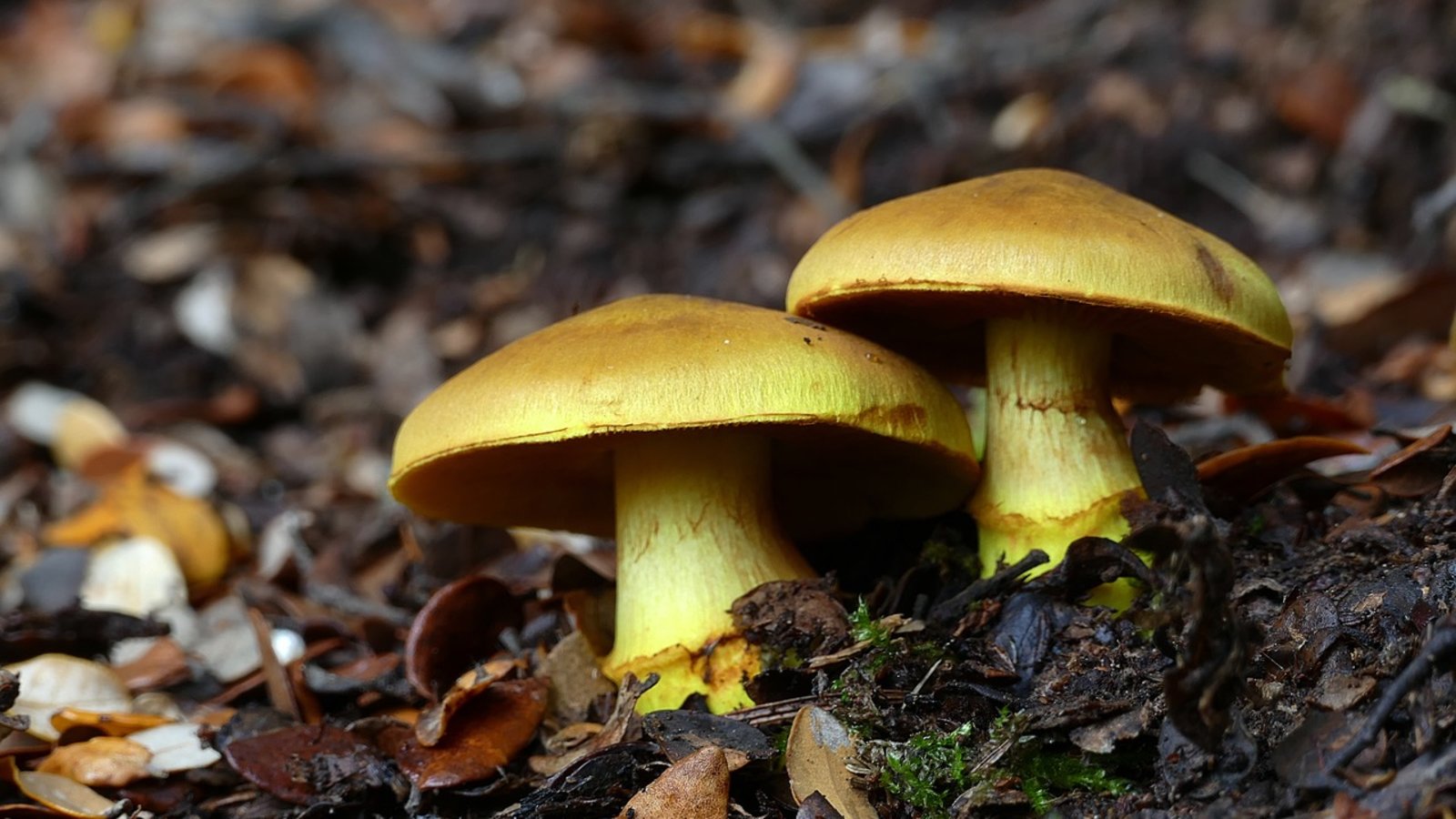 champignons-foret.jpg