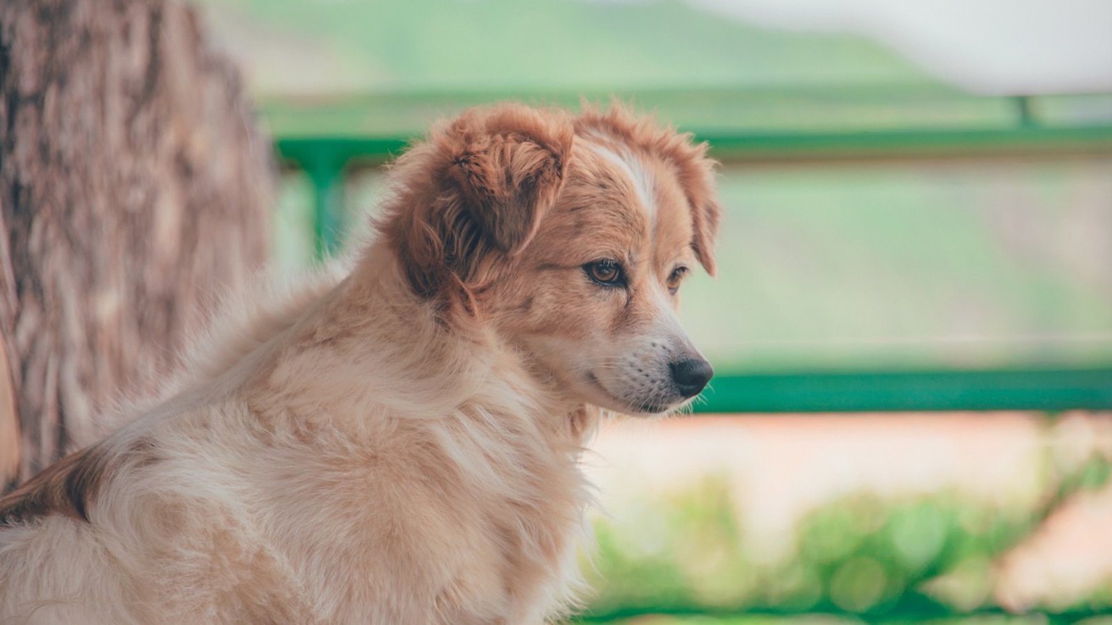 chien-profil.jpg