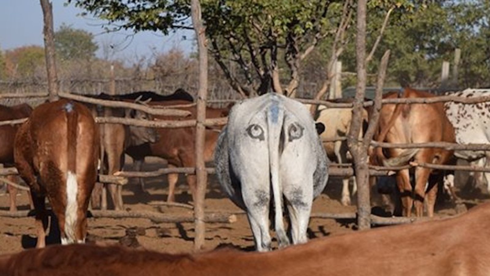 vache-yeux.jpg
