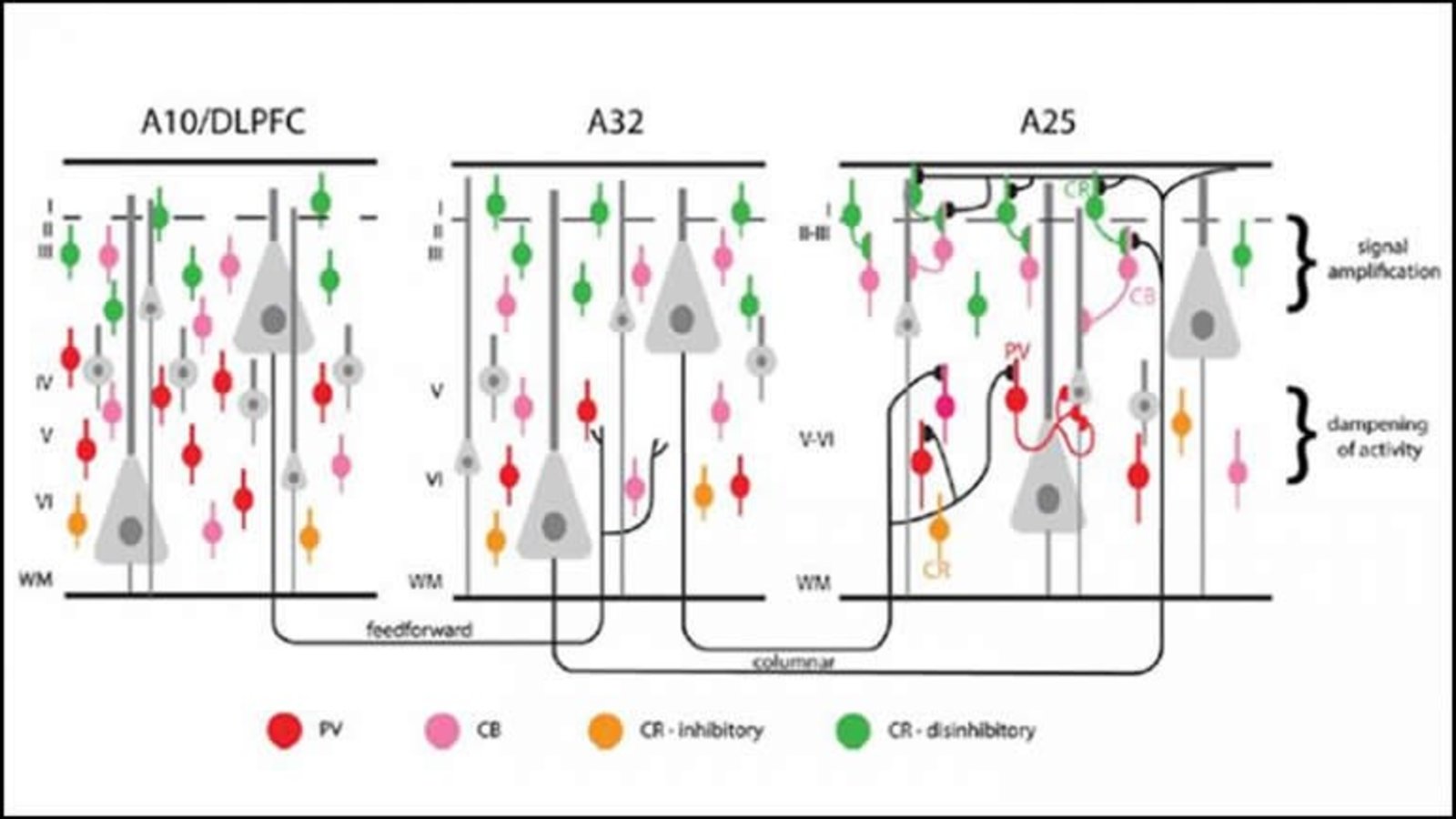 DLPFC A32 A25.jpg