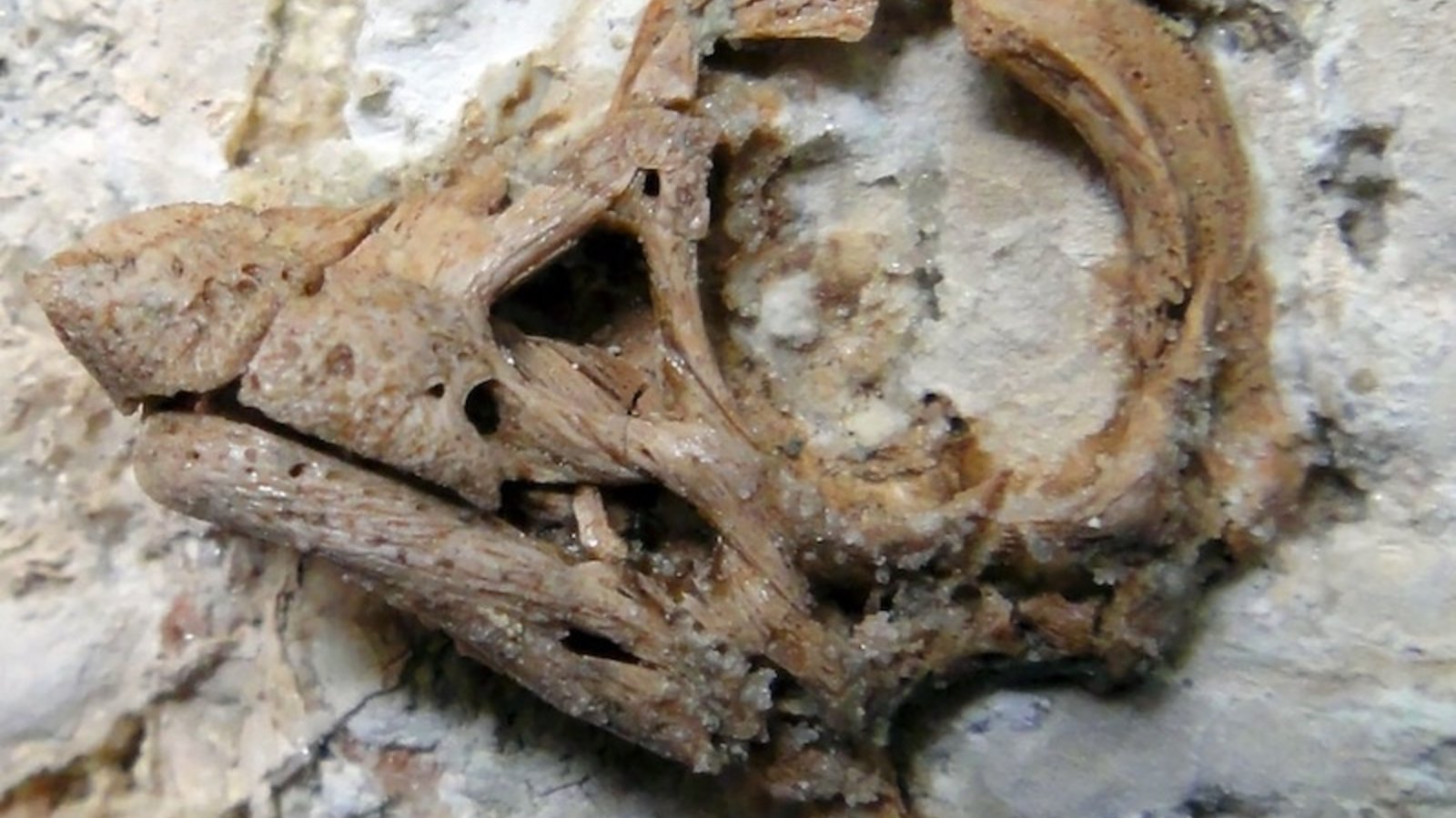 dinosaure-embryon-fossile.jpg