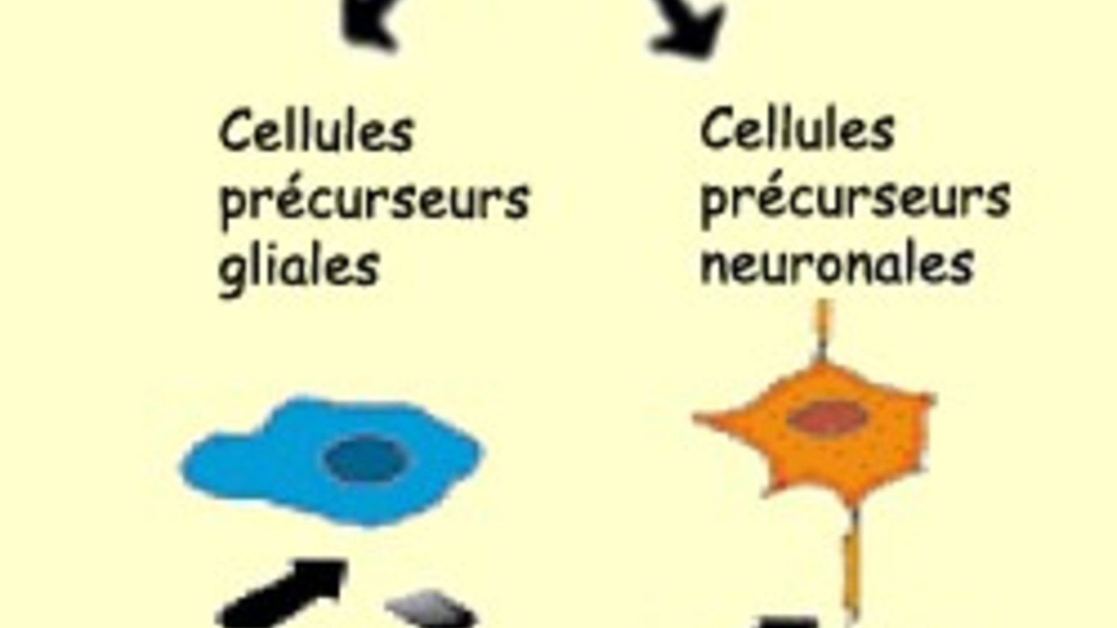 dev neurones.jpg