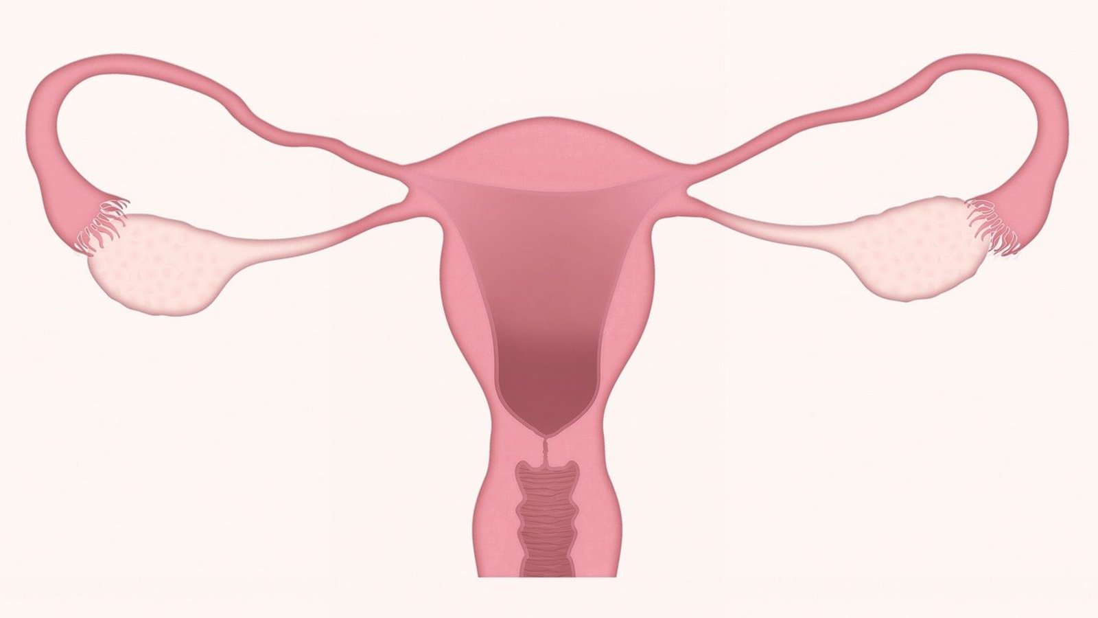 uterus-3777765_1280.jpg