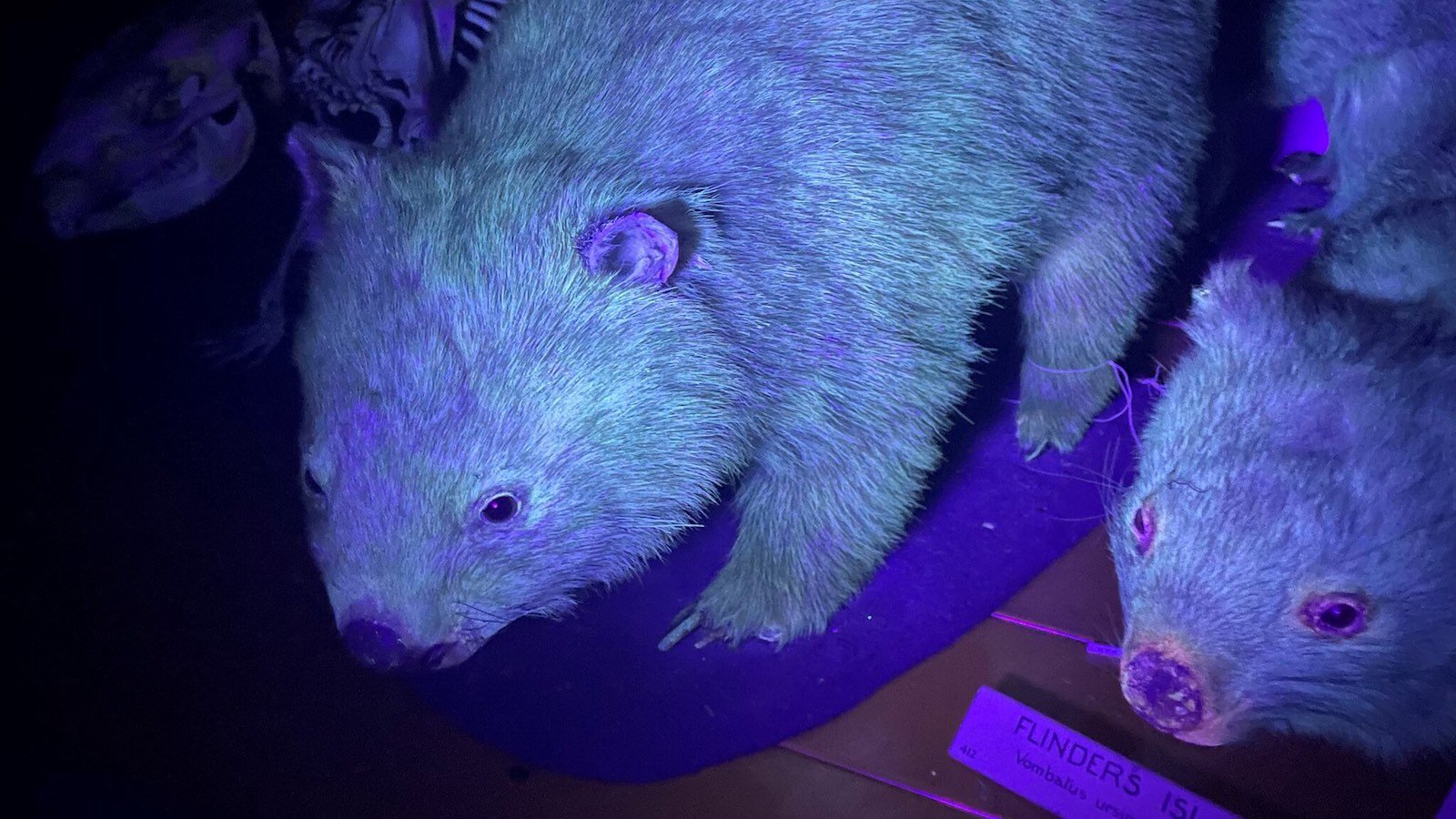 fluorescence-wombat.jpg