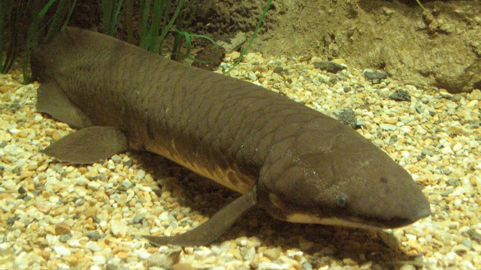 poisson-pulmone-lungfish.jpg