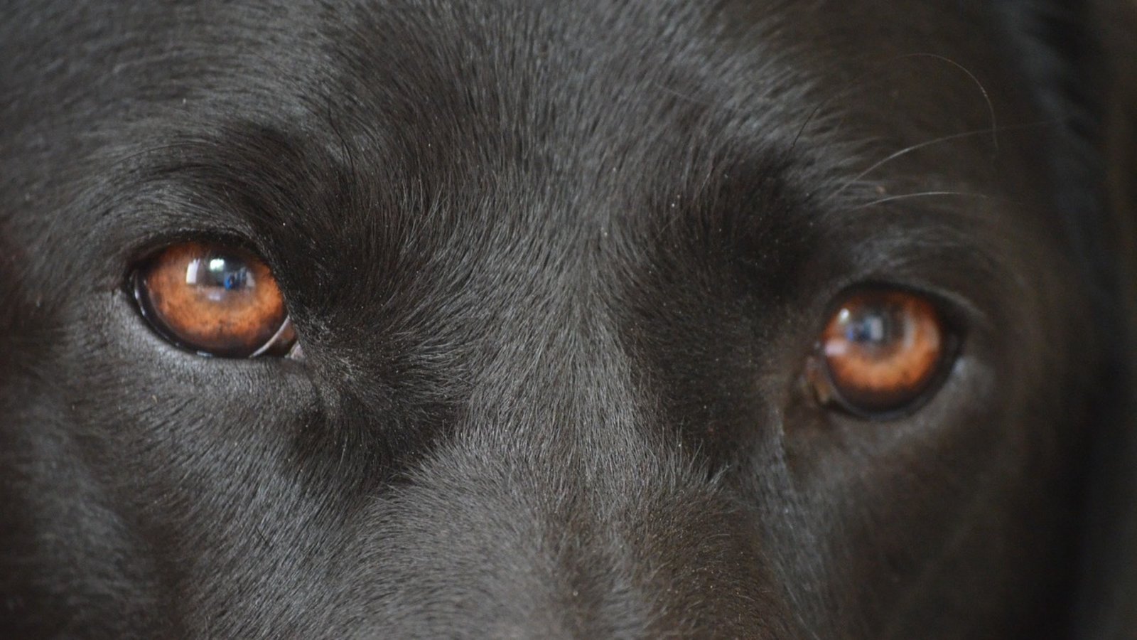 chien-yeux.jpg