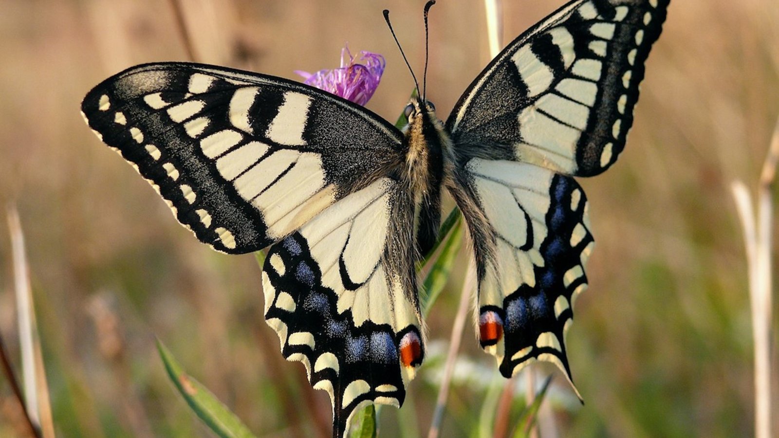 papillon porte-queue.jpg