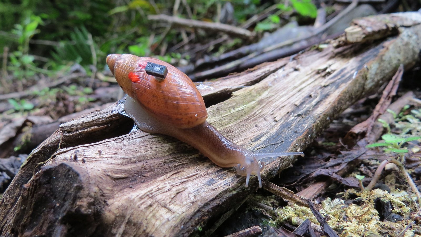 Escargot carnivore