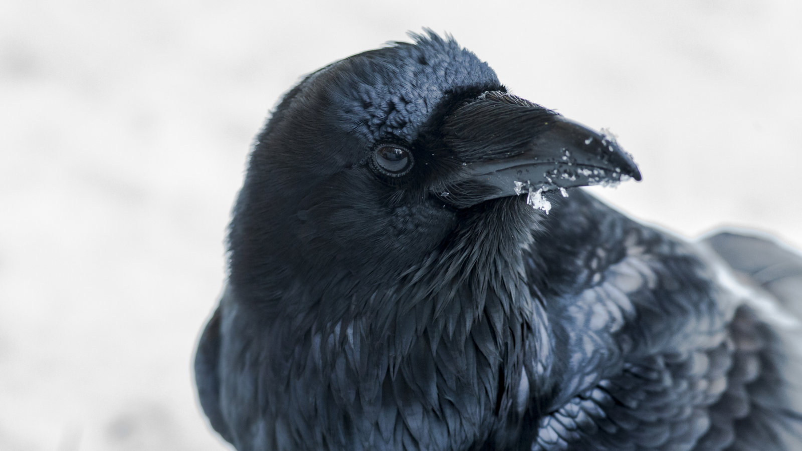 Corbeau