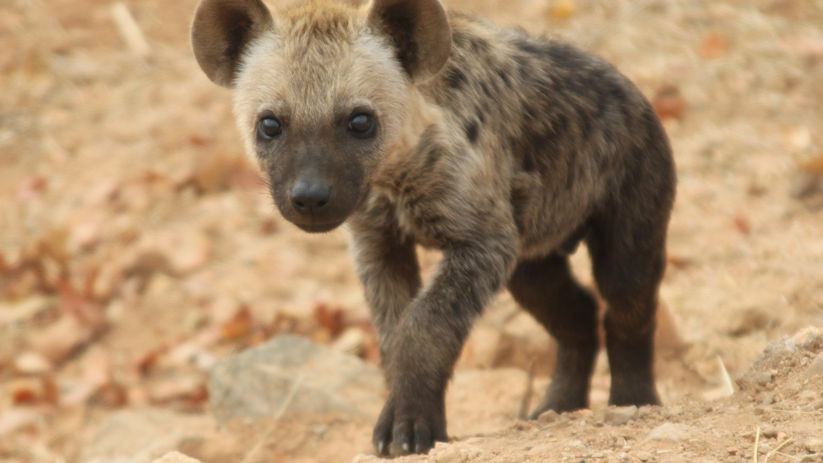 hyena-5479289_1920.jpg