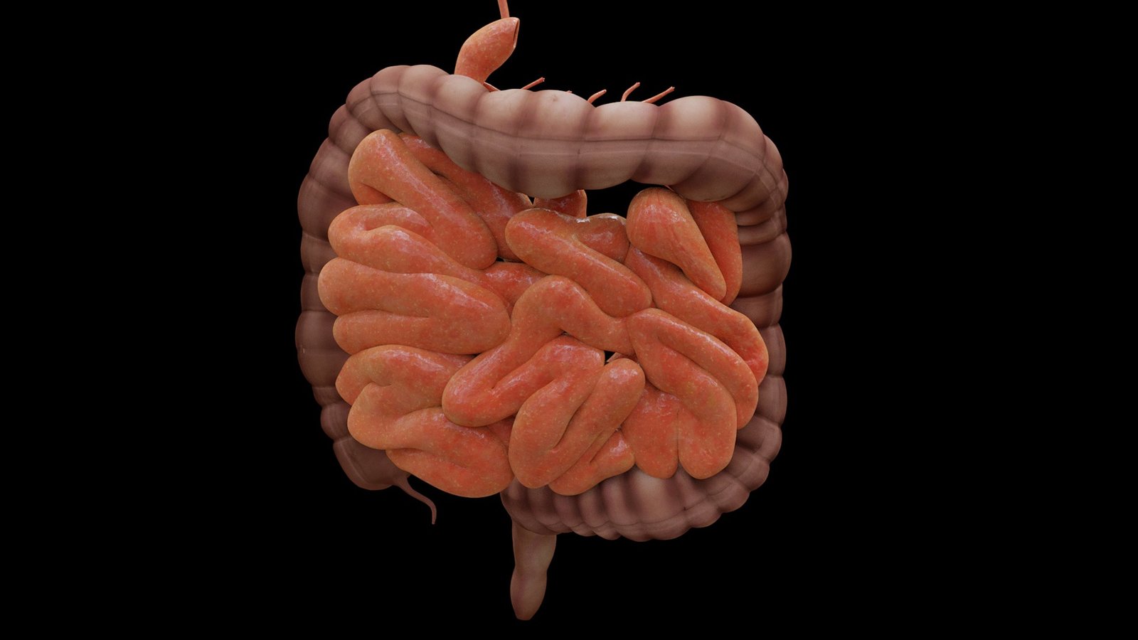 intestine-4413737_1920.jpg