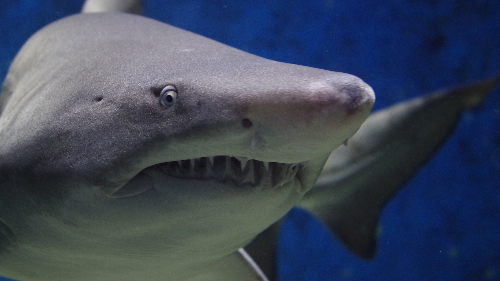 shark-674867_1920.jpg