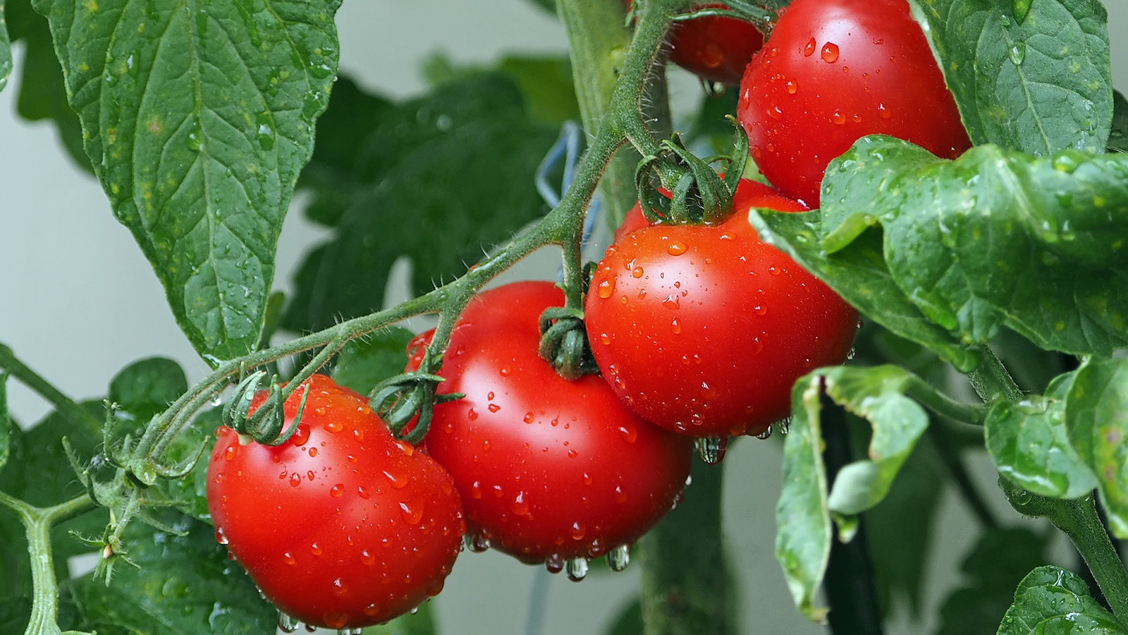 tomatoes-1561565_1920.jpg