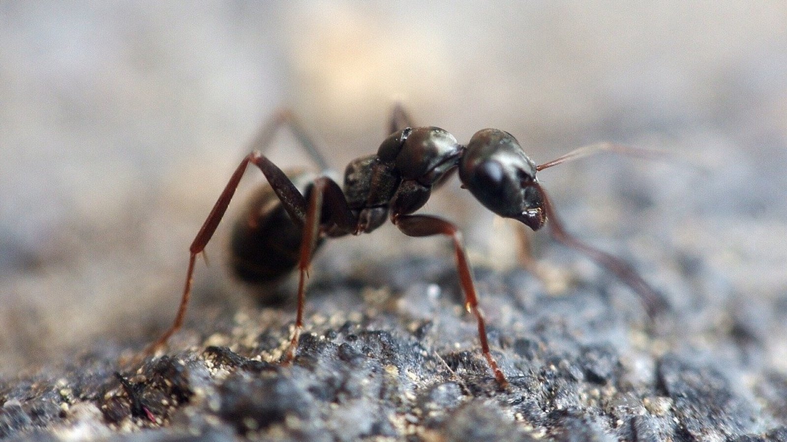 Comment creuser un tunnel comme une fourmi | Agence Science-Presse