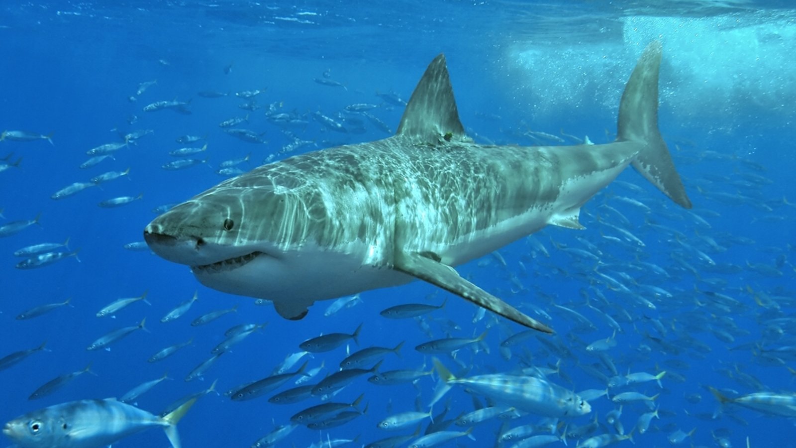 Pourquoi le requin, animal craintif, s'en prend-il parfois aux humains -  Sciences et Avenir