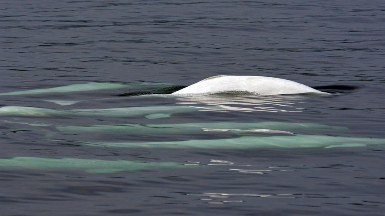 belugas-groupe.jpg