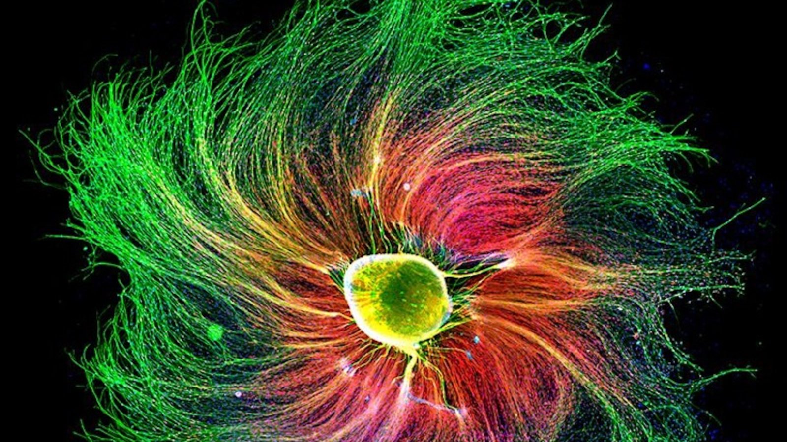 cellules-nerveuses-rat.jpg