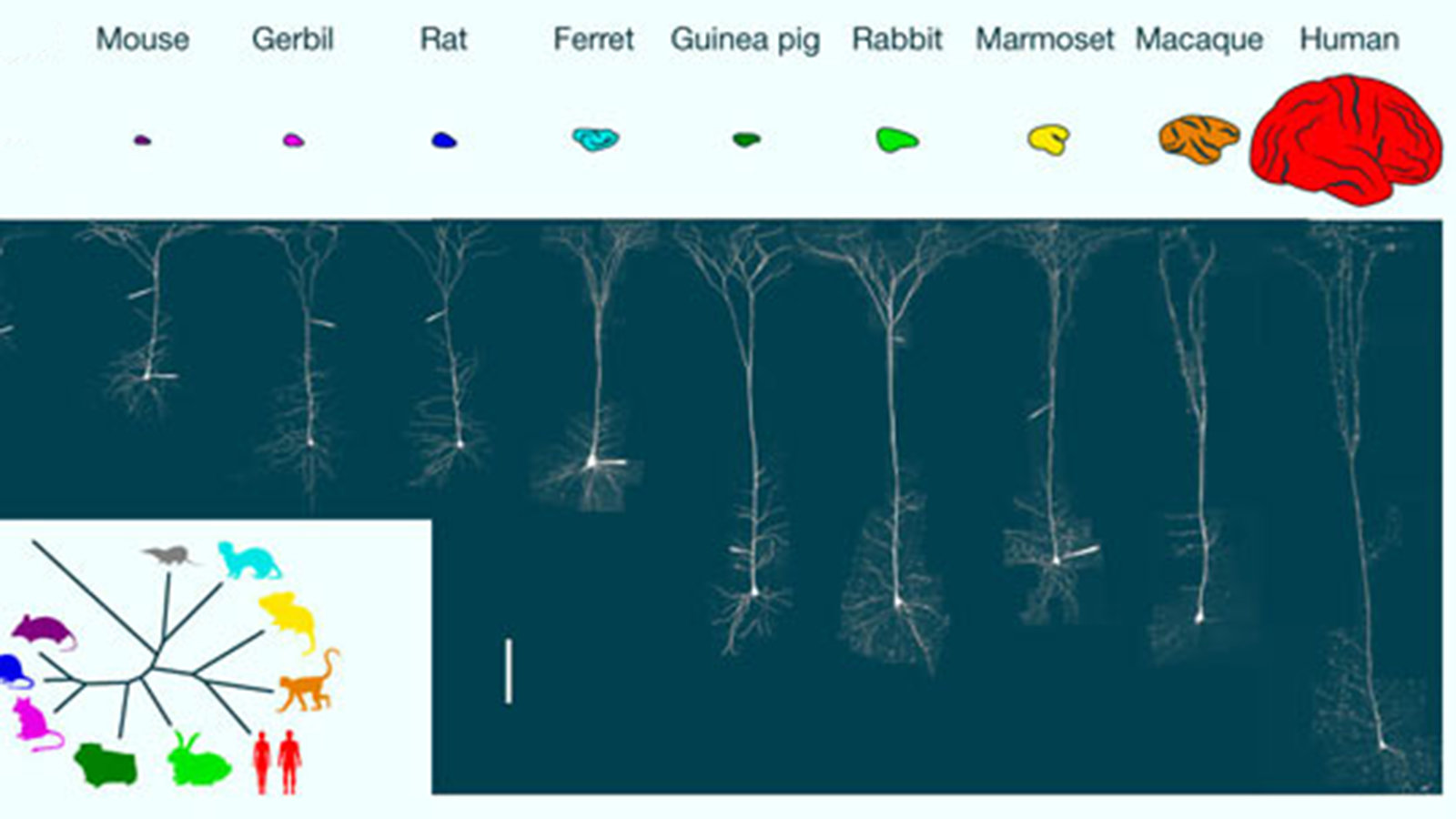 image_10262-Mammalian-Neurons.jpg