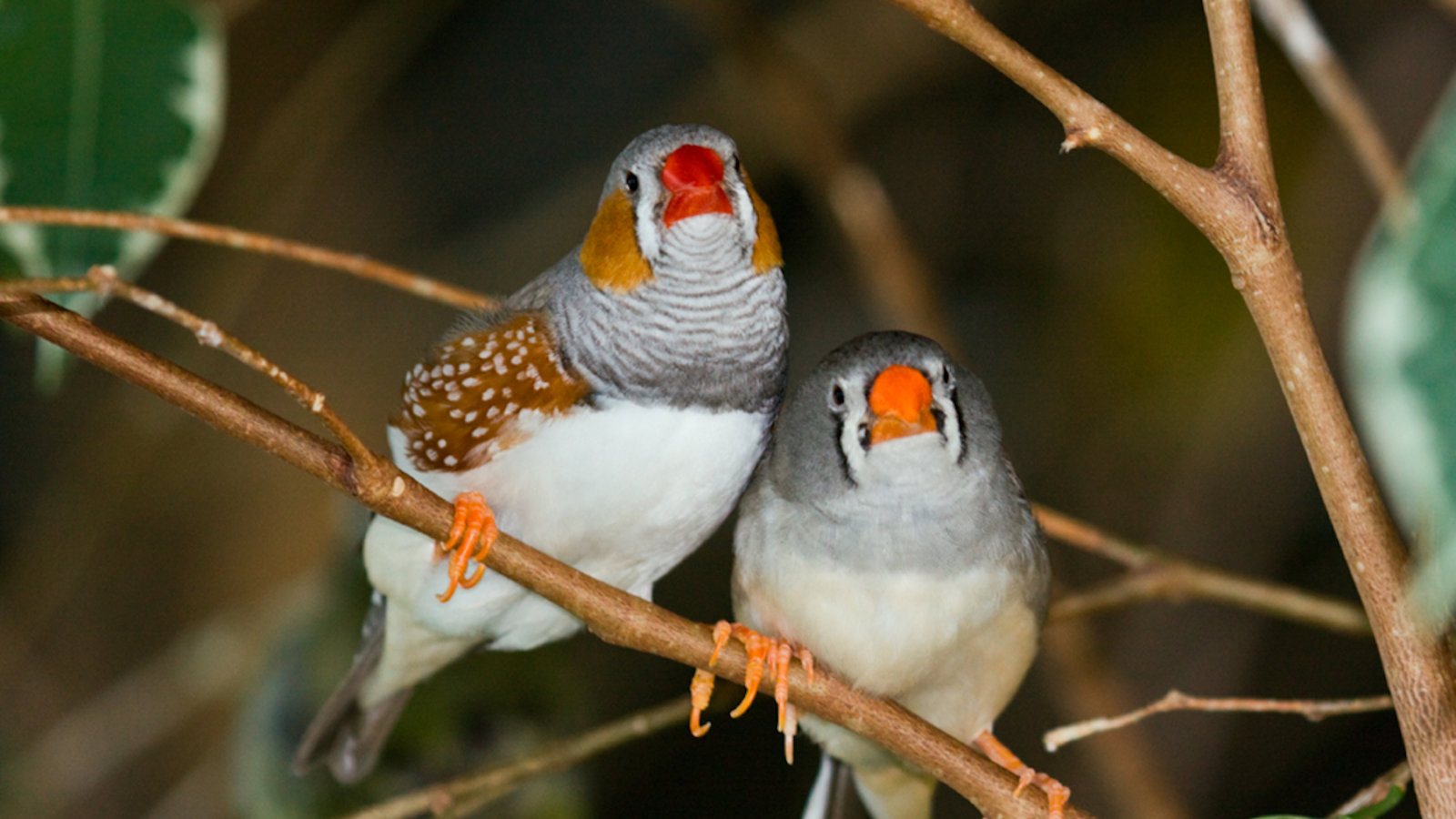 oiseau-diamant-mandarin.jpg