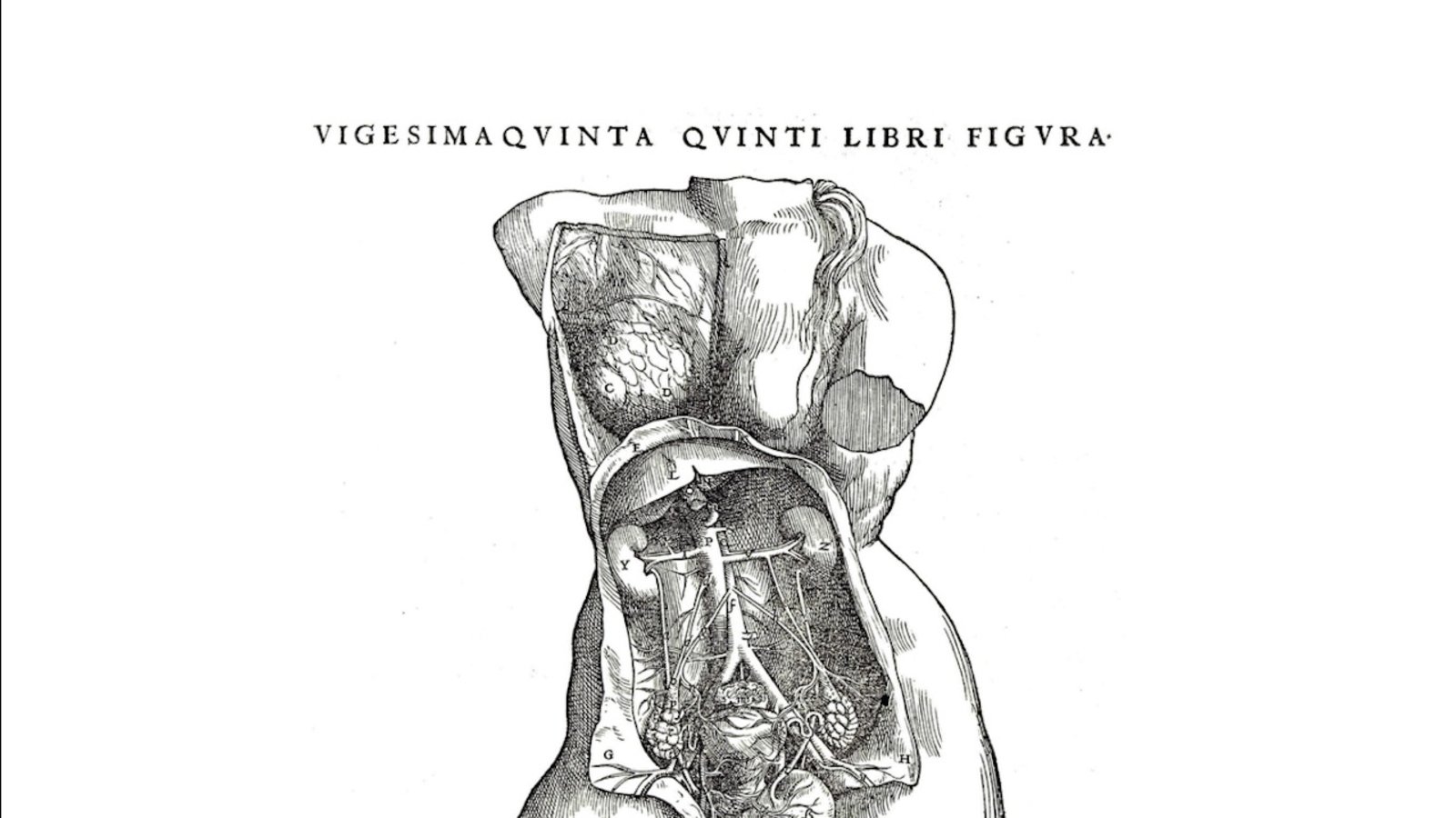 anatomie-manuel-1543.jpg